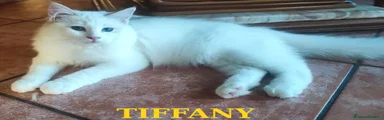 Ragdoll 2