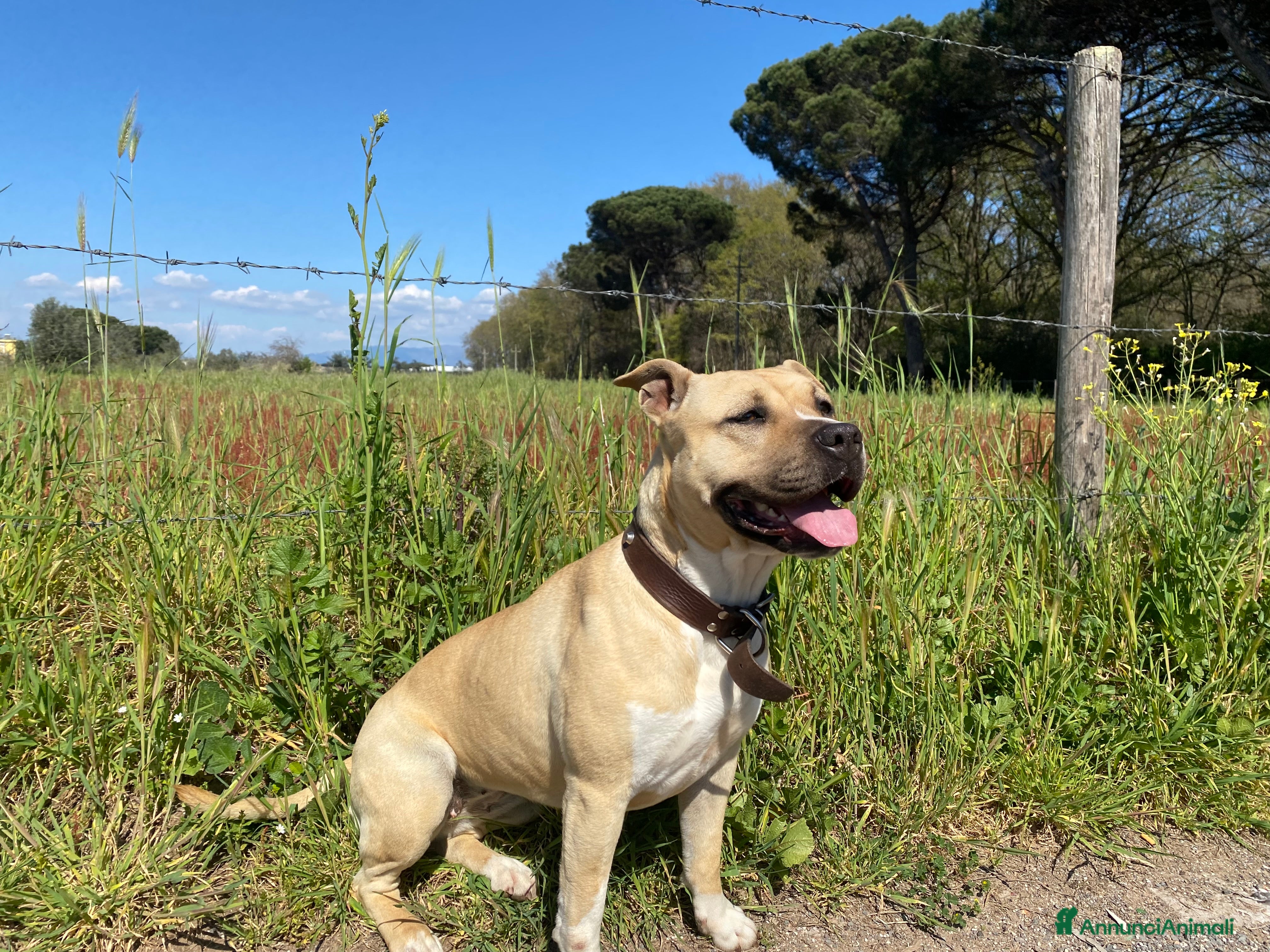 American Staffordshire cani Amstaff femmina sterilizzata - Annuncio 2