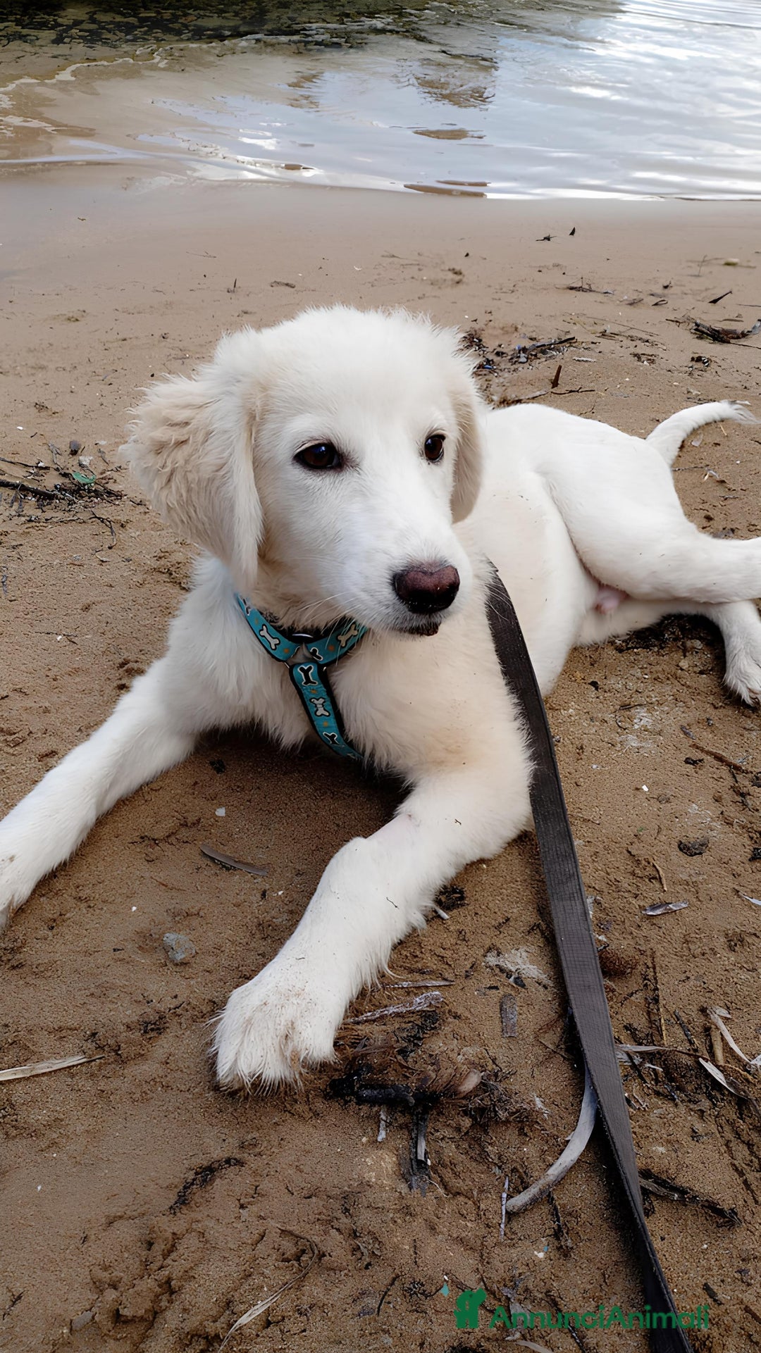 Altre razze cani in regalo: Toby splendido mix golden cerca casa - Annuncio 5