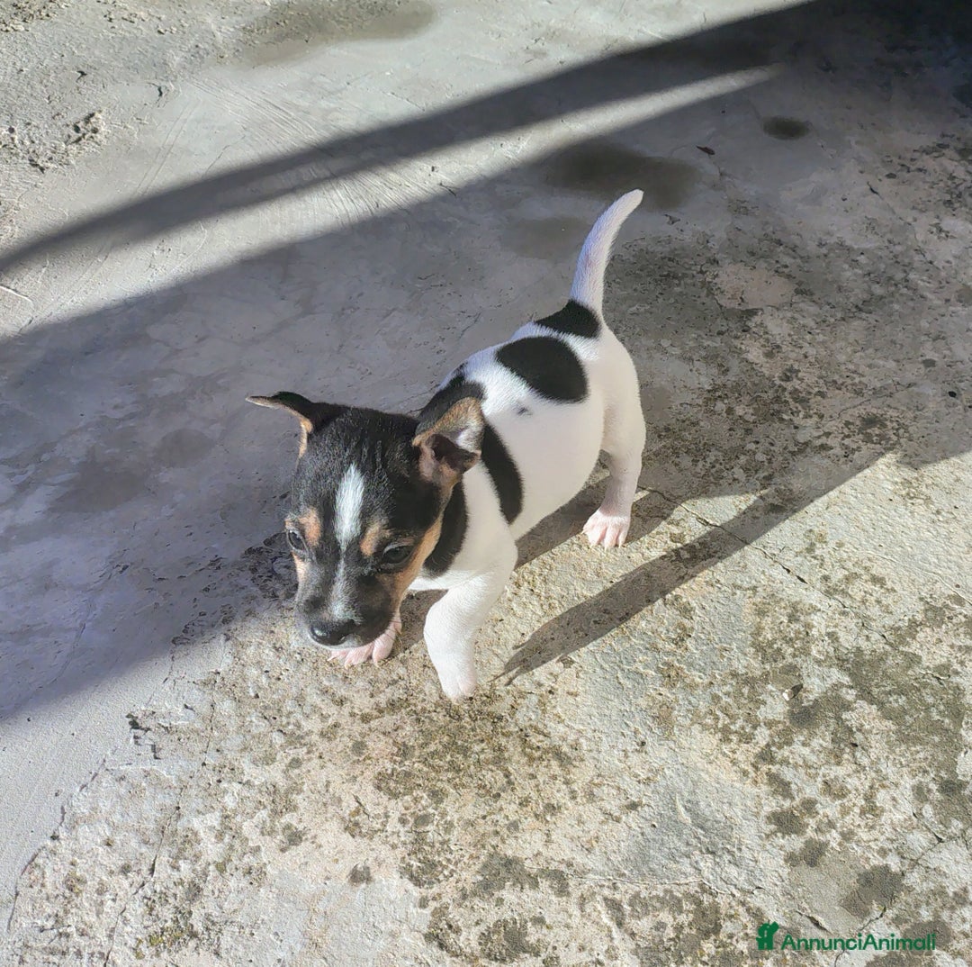 Jack Russell cani in vendita: Cuccioli jack russel  - Annuncio 12