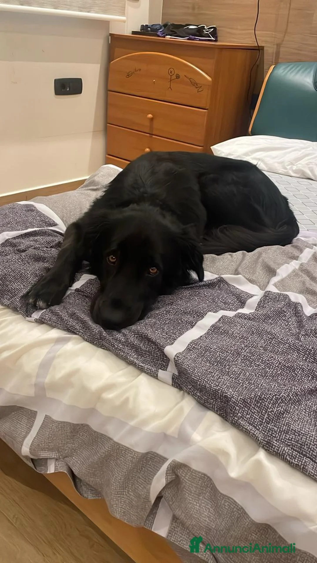 Meticcio cani in regalo: Blackie, Simil Flat Coat Retriever - Annuncio 2