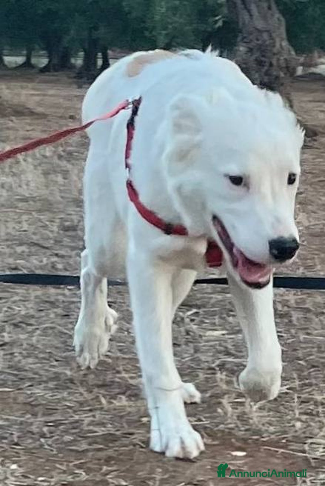 Meticcio cani in regalo: Snoopy cucciolone bravissimo - Annuncio 4