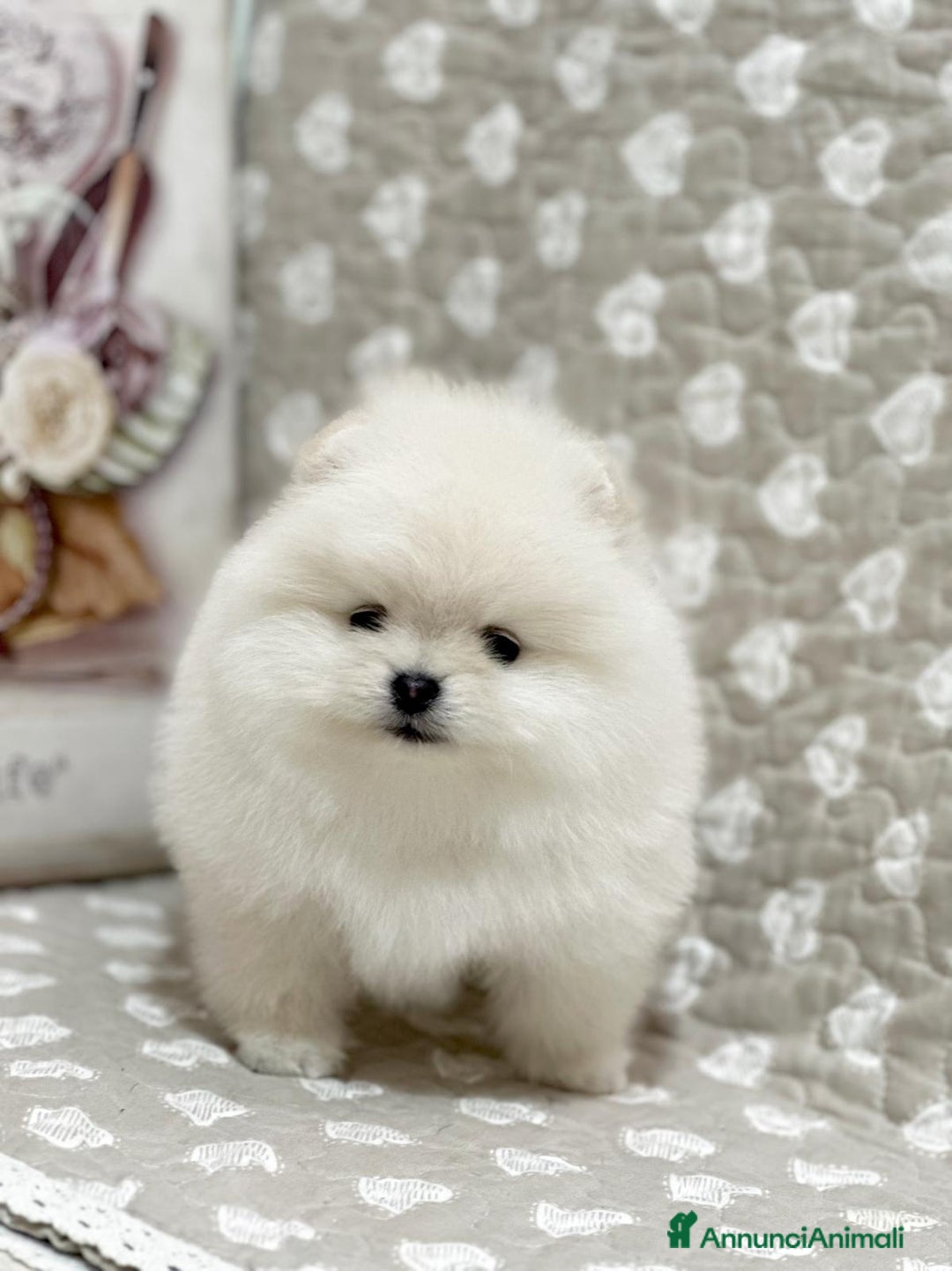 Volpino Pomerania cani in vendita: Pomerania Toy - Annuncio 4