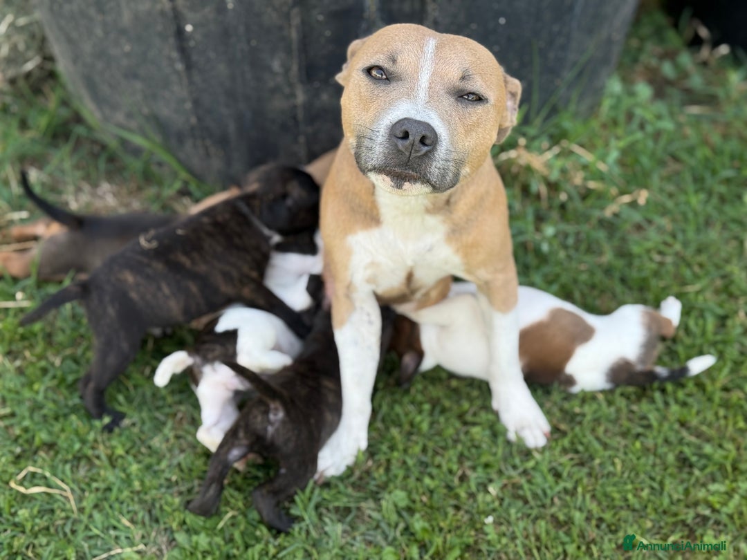 Staffordshire cani in vendita: Stafford cucciolata selezionata a Province of Bergamo - Immagine 10