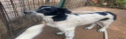 Meticcio cani in regalo: Zorro cucciolo giocherellone - Annuncio 4