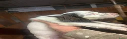 Setter Inglese cani in vendita: Setter inglesi bianco fegato - Annuncio 7