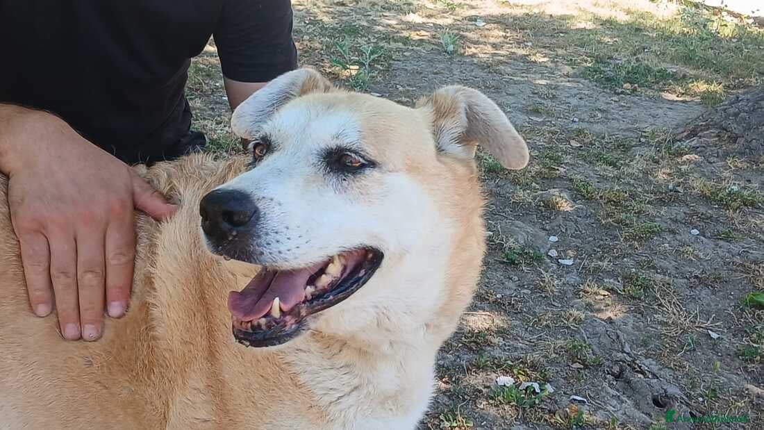 Meticcio cani DEA CERCHIAMO IL MIRACOLO, IN ADOZIONE - Annuncio 9