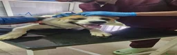 Meticcio cani in regalo: Ronny, un meticcio pronto a farsi amare - Annuncio 5