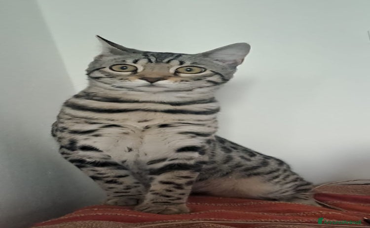 Bengala gatti Gattino maschio di razza bengala sterilizzato a Provincia della Spezia - Annuncio 14