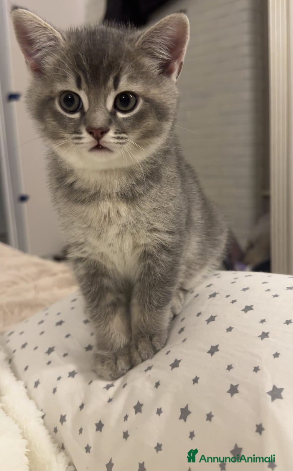 British gatti Ultimo maschietto British colore Blue Gold  - Annuncio 2