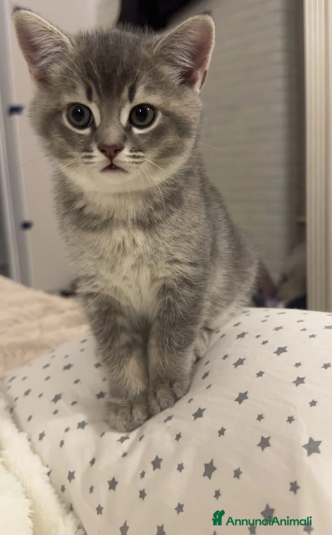 British gatti in vendita: Ultimo maschietto British colore Blue Gold  - Annuncio 1