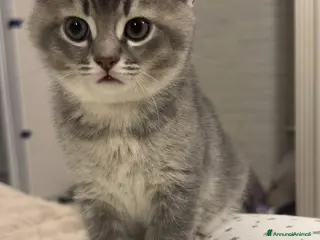 British gatti Ultimo maschietto British colore Blue Gold - Annuncio 2