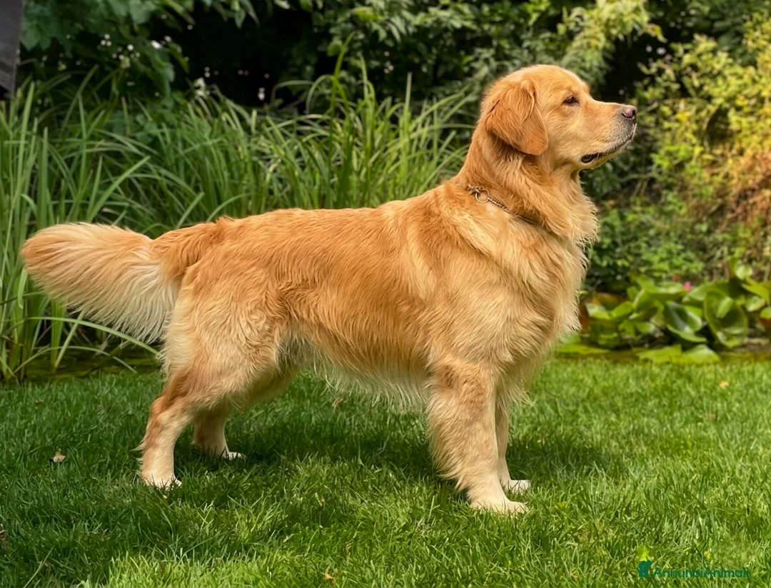 Golden Retriever cani in vendita: Golden retriever americani 100% - Annuncio 7