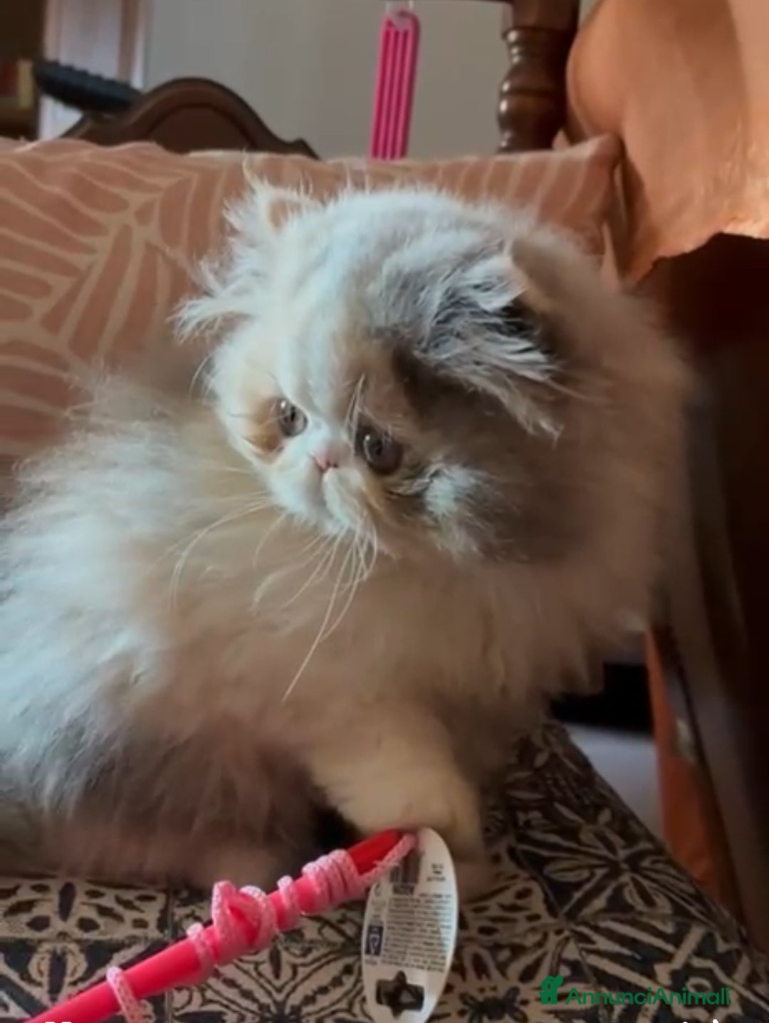 Persiano gatti in vendita: Nia cucciola persiana pedigree Anfi - Annuncio 4