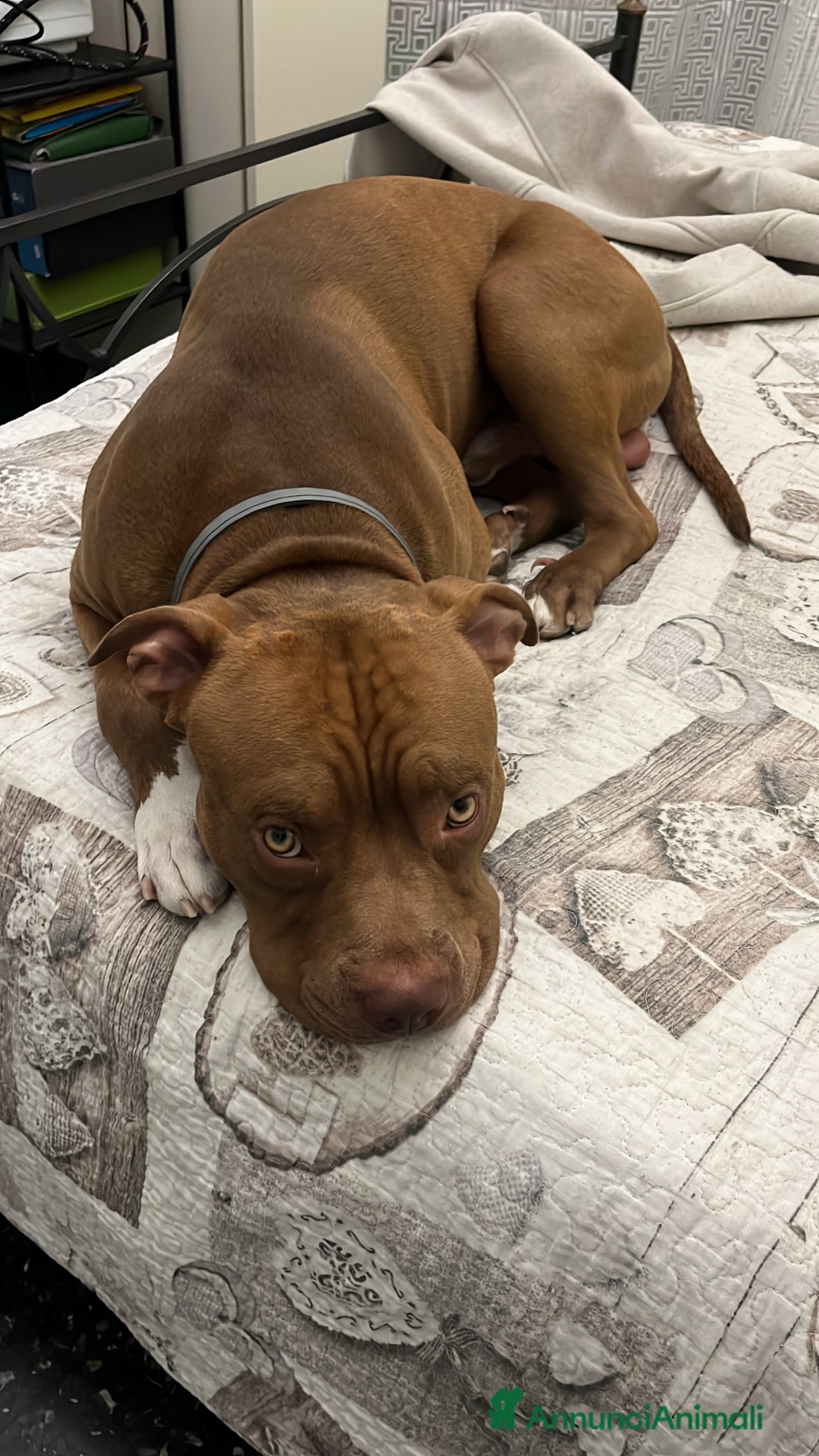 Pitbull cani in regalo: Diego - Annuncio 2