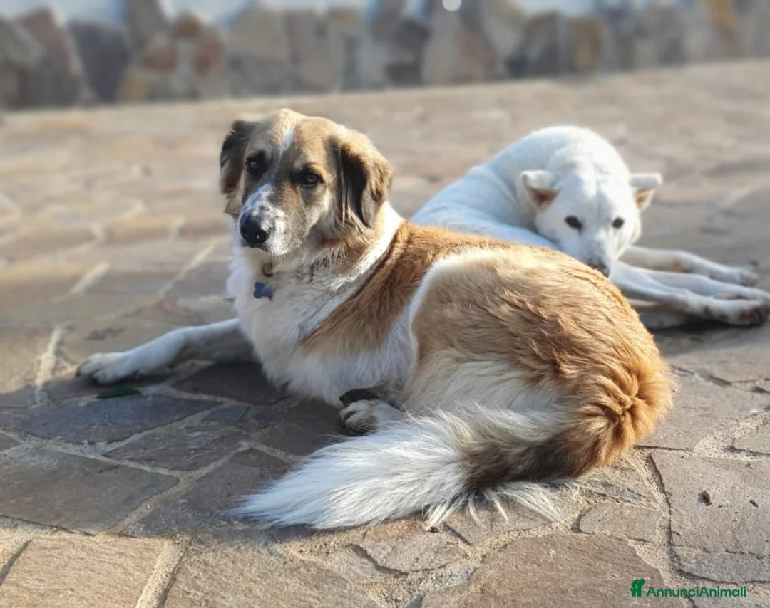 Meticcio cani in regalo: TRITONE una zampetta in meno ma tantoamore in piu' a Pomezia - Annuncio 8