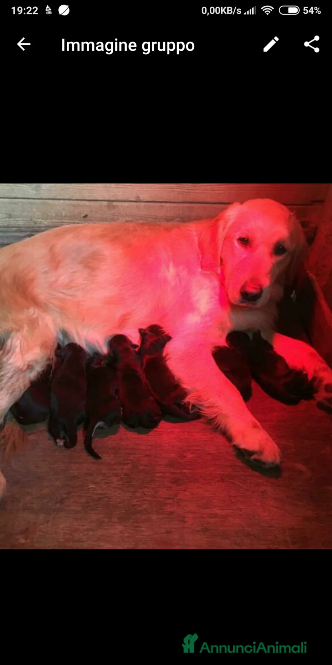 Meticcio cani per accoppiamento: Cerco cagnolona per cuccioli - Annuncio 5