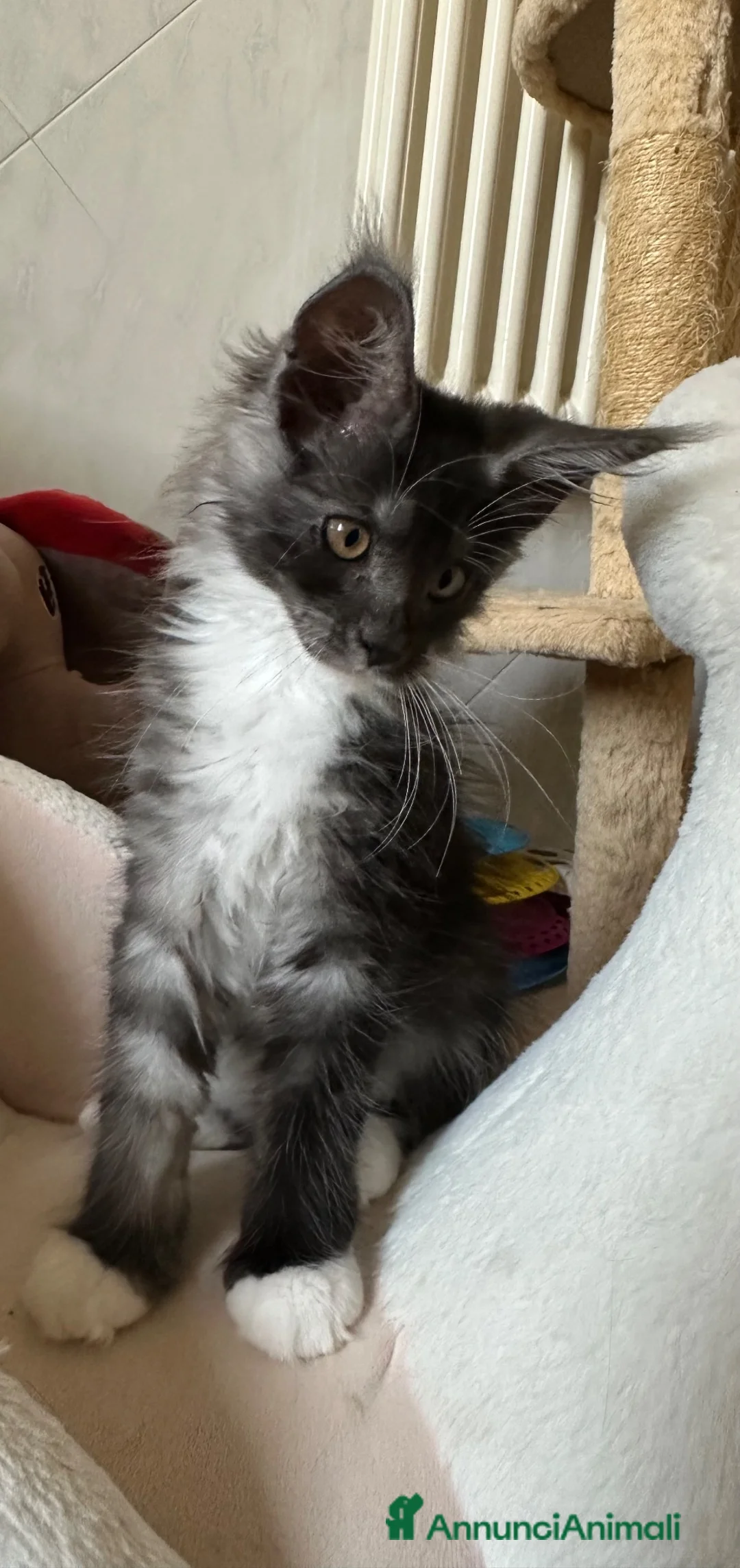 Maine Coon gatti in vendita: Ultima bellisima femina  - Annuncio 4