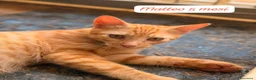 Meticcio gatti in regalo: S.o.s. micini da salvare  a Città Metropolitana di Bologna - Annuncio 3