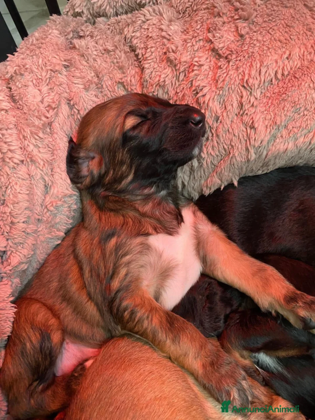 Levriero cani in vendita: LEVRIERO AFGANO BELLISSIMI CUCCIOLI - Annuncio 8