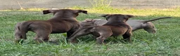 Pitbull cani in vendita: AMERICAN PITBULL TERRIER UKC  - Annuncio 2