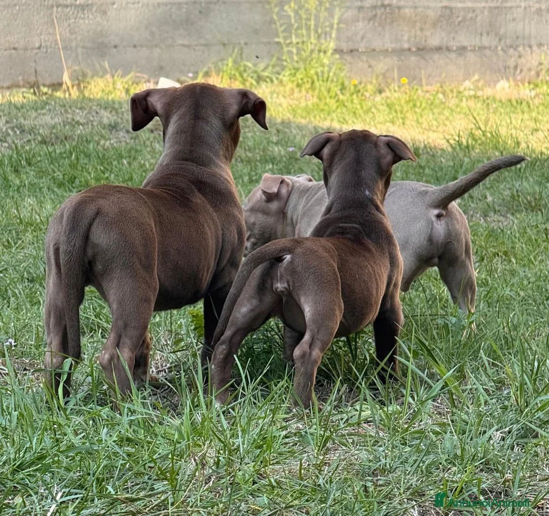 Pitbull cani in vendita: AMERICAN PITBULL TERRIER UKC  - Annuncio 2