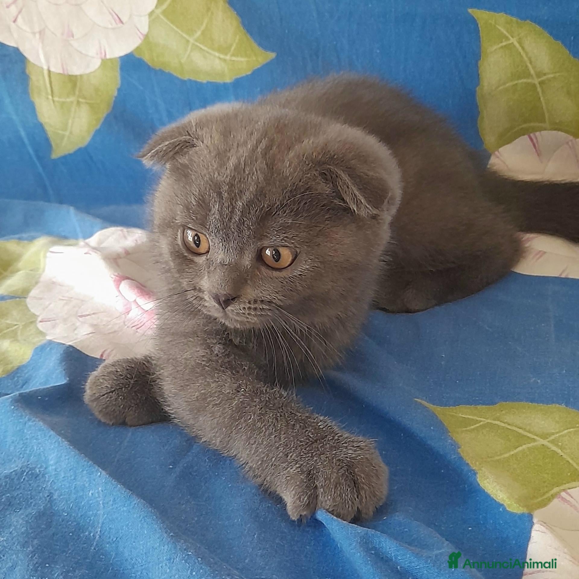 Scottish gatti Cucciolo Scottish fold  - Annuncio 8