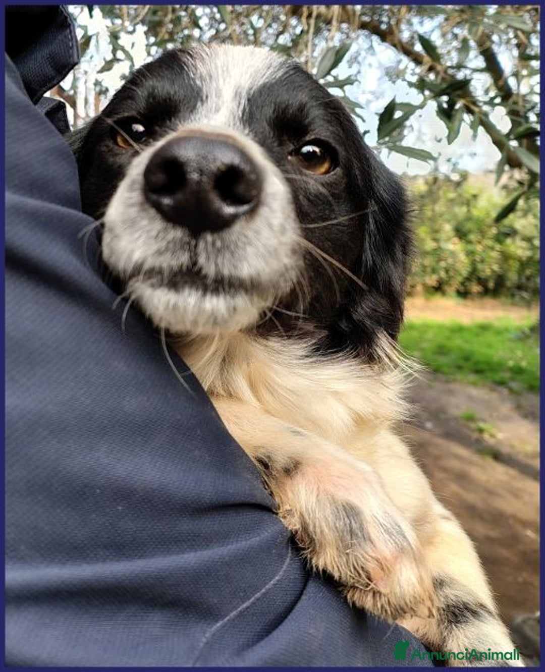 Meticcio cani in regalo: CURACAO timidino tg piccola - Annuncio 3