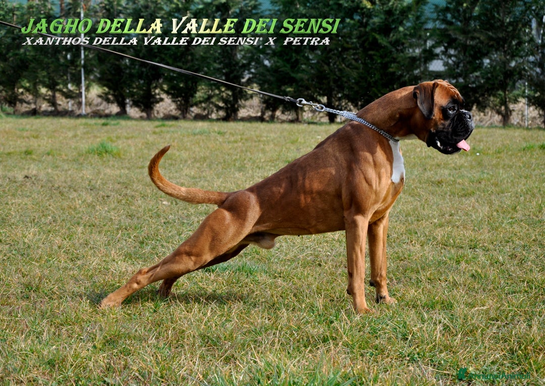 Boxer cani in vendita: BOXER  CUCCIOLI DISPONIBILI - Annuncio 16