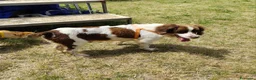 Breton cani in regalo: BACO breton di 3 anni  - Annuncio 7