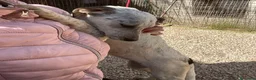 Meticcio cani in regalo: ADOTTACI - Annuncio 14