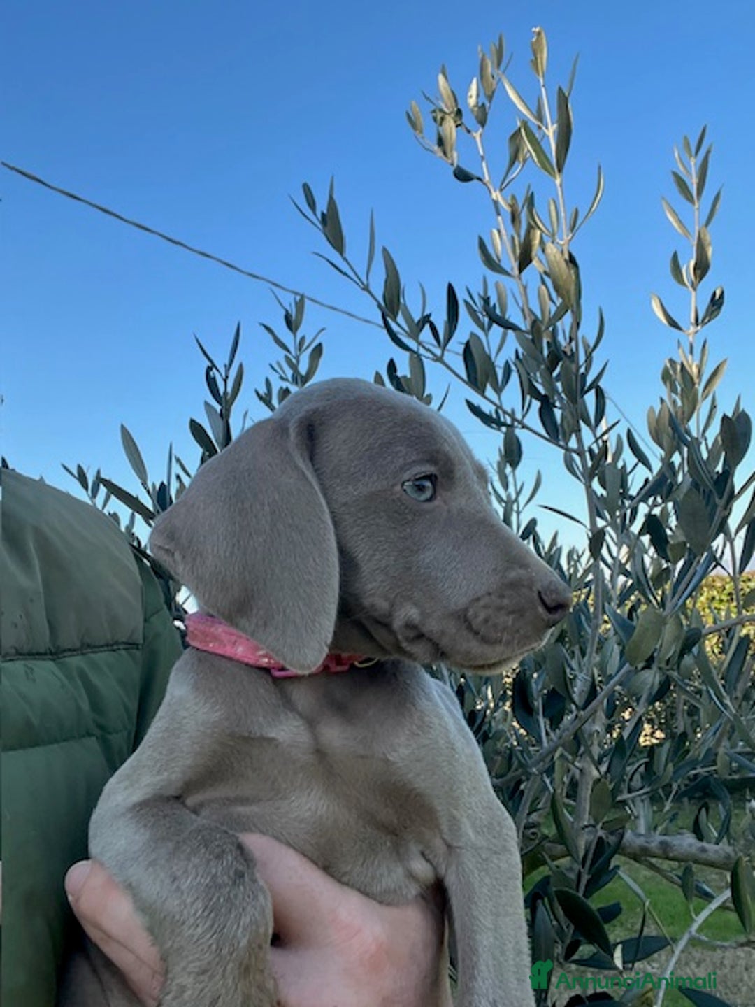 Weimaraner cani in vendita: cuccioli weimaraner - Annuncio 3