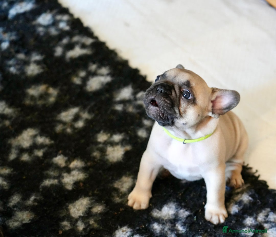 Bulldog Francese cani in vendita: Bulldog francese  a Provincia di Ascoli Piceno - Immagine 8