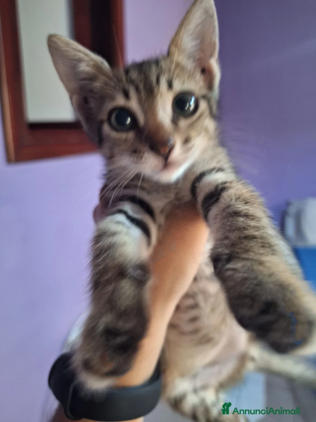 Europeo gatti in regalo: Gattino in adozione  - Annuncio 2