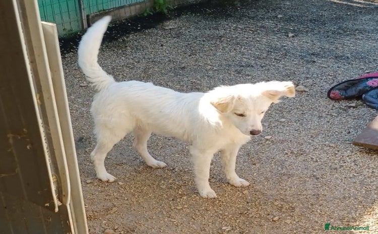 Meticcio cani a Provincia di Ferrara - Annuncio 12
