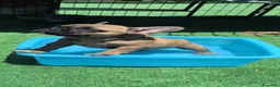 Bulldog Francese cani in vendita: Cuccioli di Bulldog francese - Annuncio 17