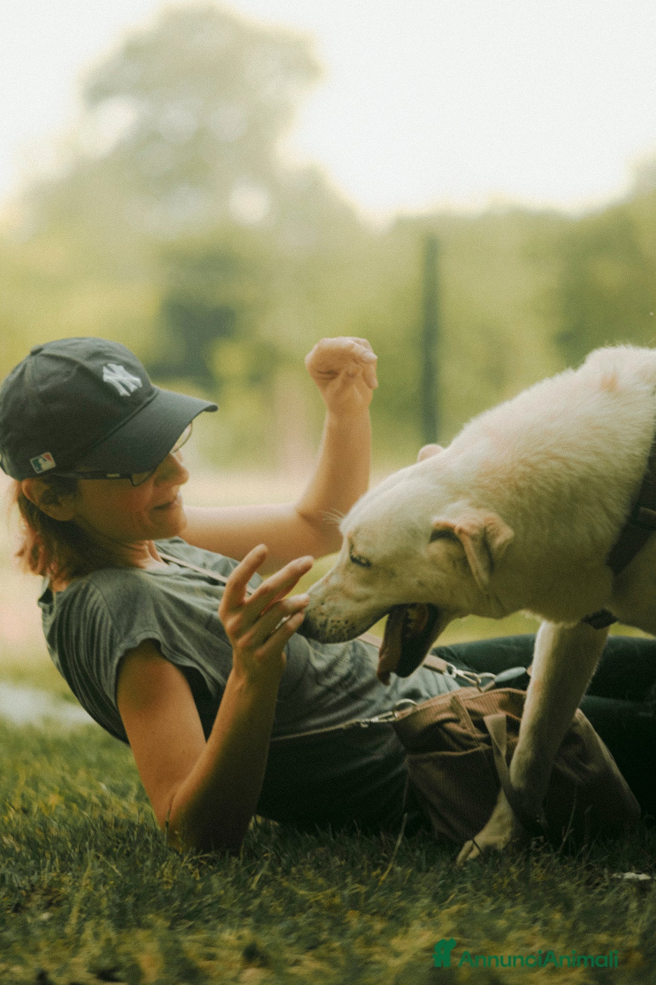 Labrador cani in regalo: Easy, una labrador da adottare - Annuncio 4