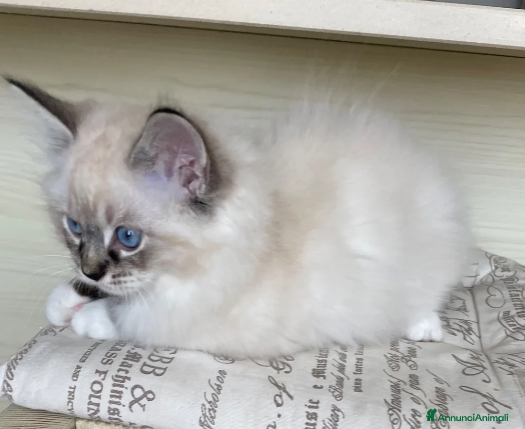 Ragdoll gatti in vendita: Cuccioli Ragdoll con pedigree  - Annuncio 2