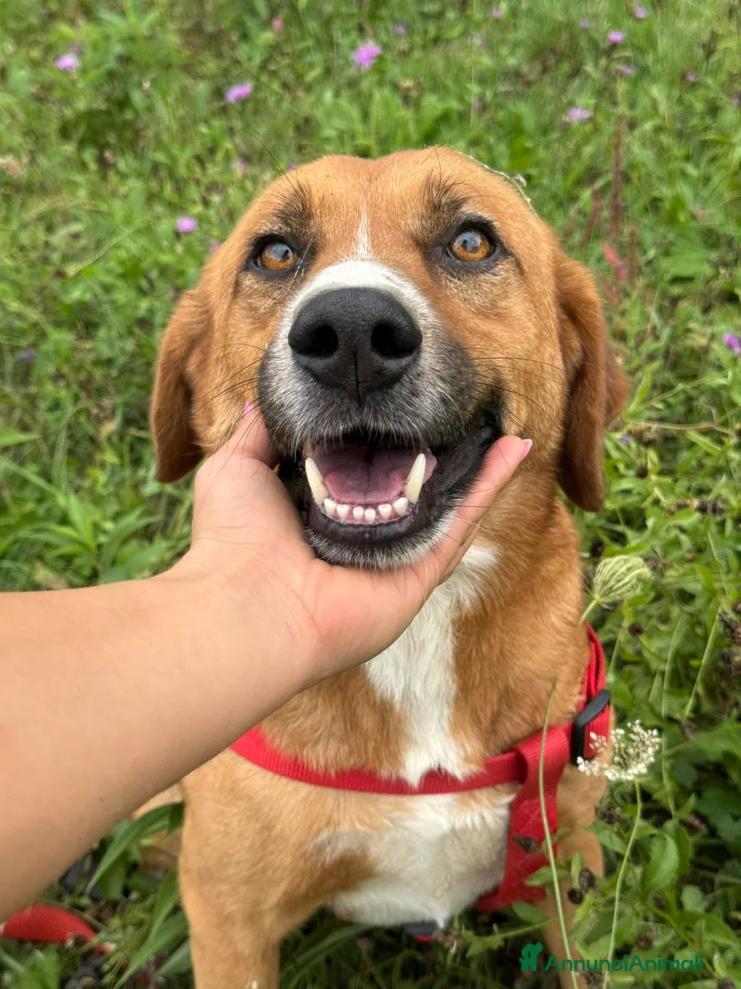 Meticcio cani in regalo: CHAD & CHARAPI, invisibili da troppo tempo! - Annuncio 6
