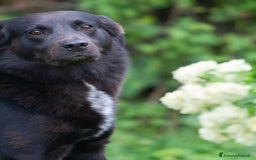 Meticcio cani in regalo: Mango a Provincia di Treviso - Immagine 2