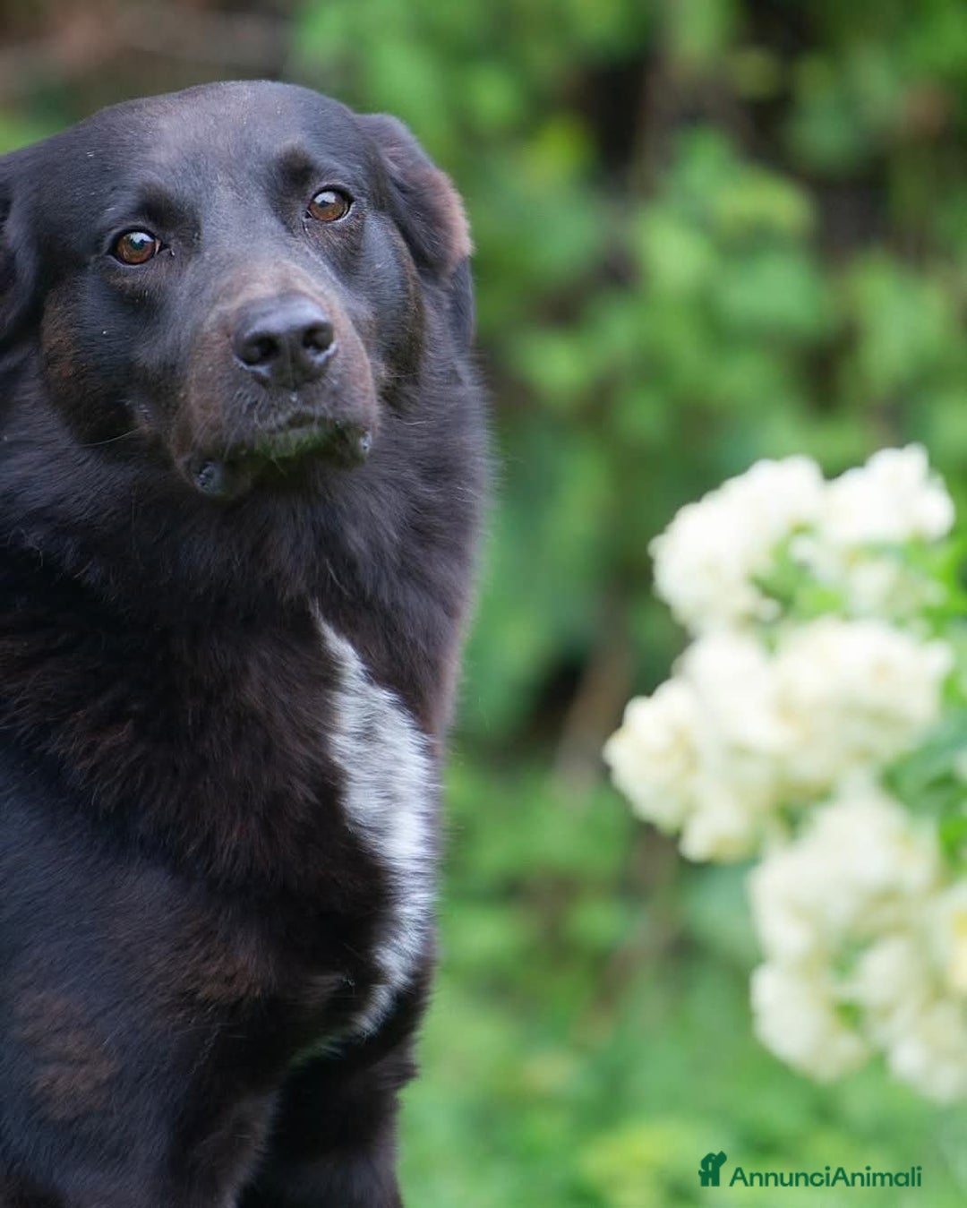 Meticcio cani in regalo: Mango a Provincia di Treviso - Immagine 2