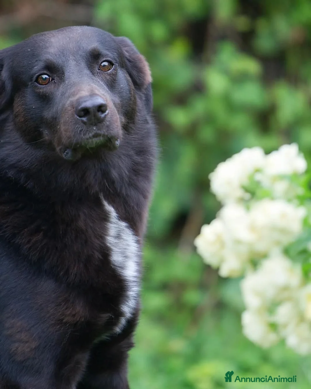 Meticcio cani in regalo: Mango a Provincia di Treviso - Annuncio 2