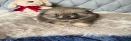 Volpino Pomerania cani in vendita: Cuccioli di Pomerania - Annuncio 6