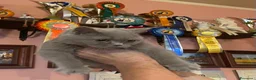 British gatti in vendita: Cuccioli British Femmina - Annuncio 8
