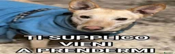 Meticcio cani in regalo: Teo 5anni tg media aspetta ancora MANTOVA - Annuncio 2