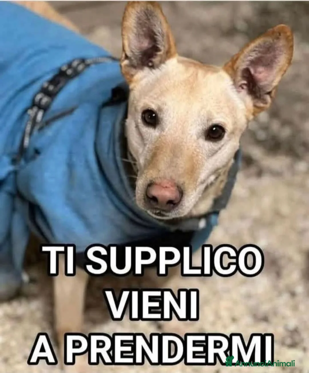 Meticcio cani in regalo: Teo 5anni tg media aspetta ancora MANTOVA - Annuncio 2