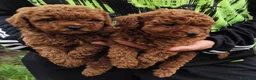 Barboncino Toy cani in vendita: Barboncino toy red - Annuncio 4