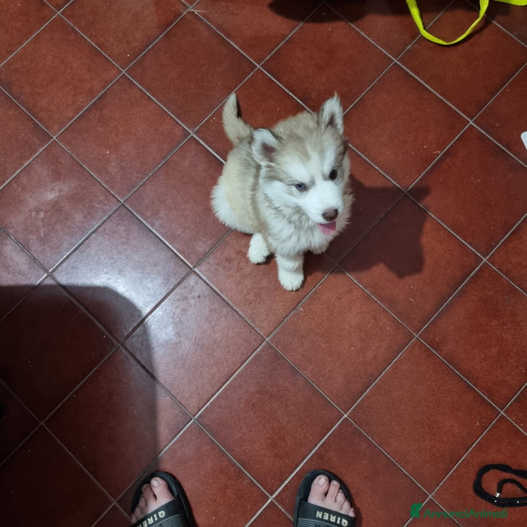 Husky cani in vendita: Cucciola e cucciolona siberian husky  a Città Metropolitana di Napoli - Immagine 2