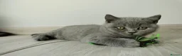 British gatti in vendita: British shorthair cucciolo - Annuncio 7