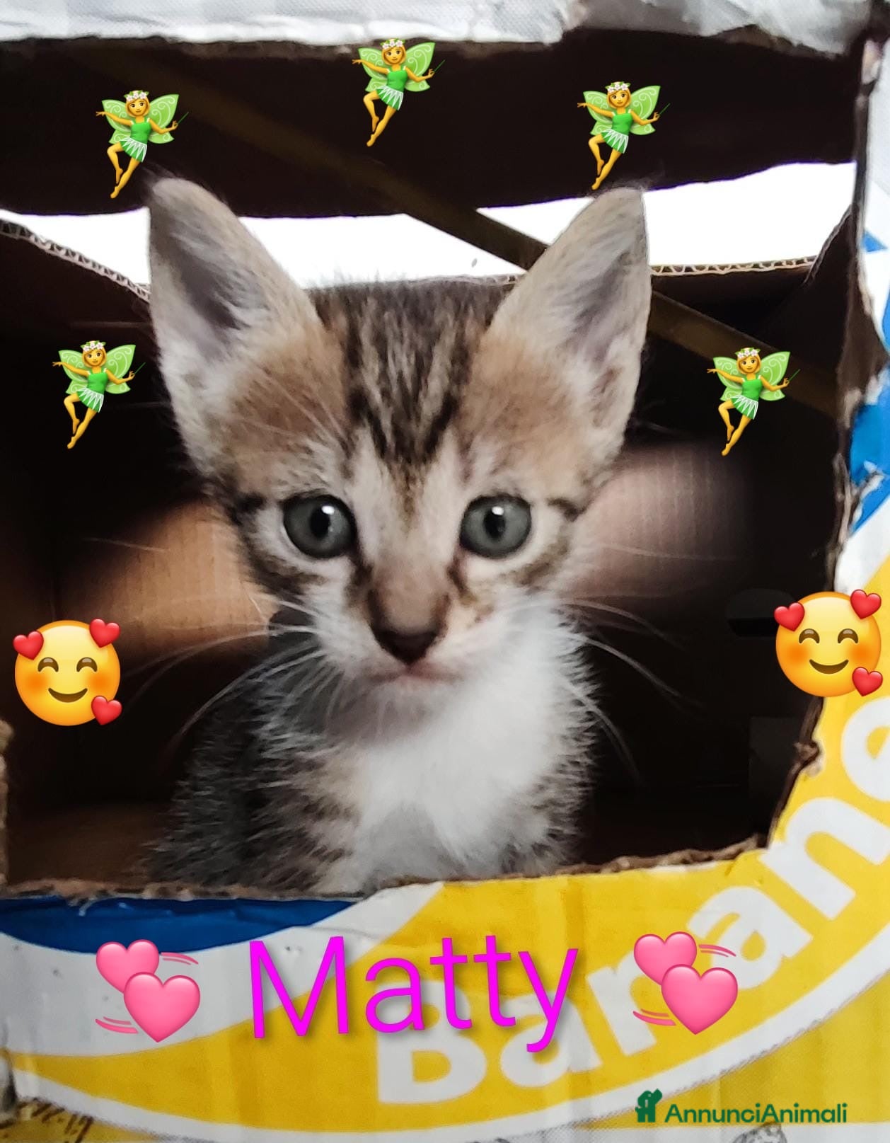 Europeo gatti Matty bellissima micina  - Annuncio 8